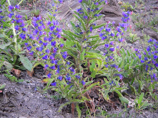Perhaps the most attractive plant of all with its blue and red flowers.