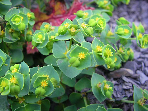 this little plant merits a closer look.