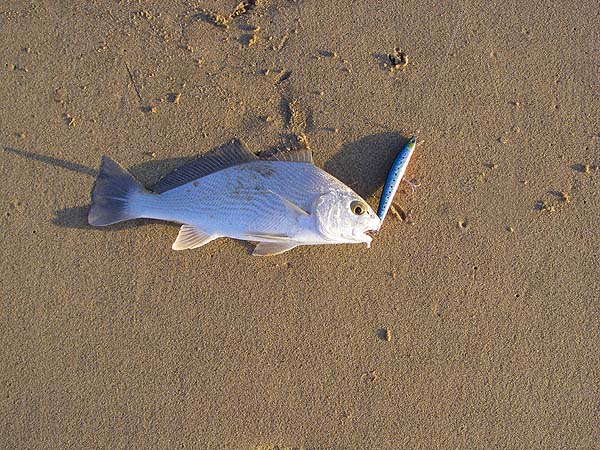 We had several of these fine silvery fish and I expect we'd have had a lot more on bait.