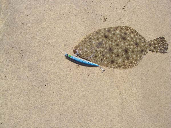 Nice fish on a plug.