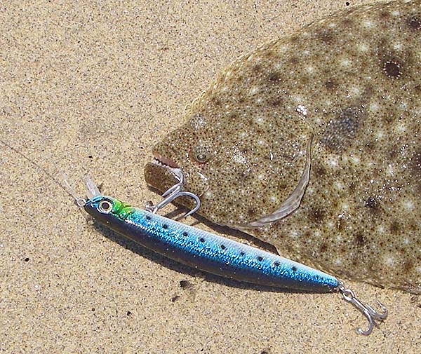 Like many other tropical fish this flounder has conspicuous teeth.
