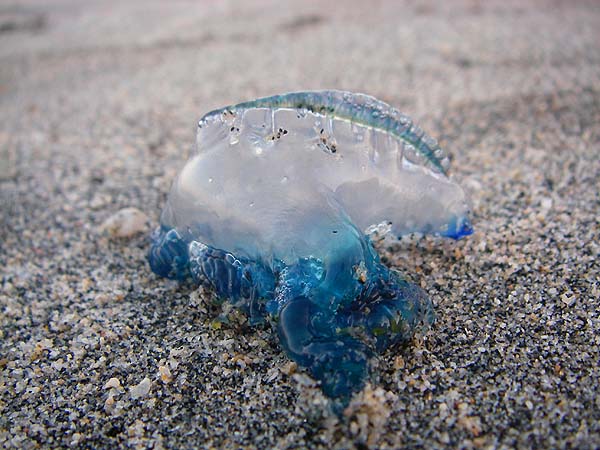 A small Portuguese Man o' War. There were loads of these washed up in the shallows.