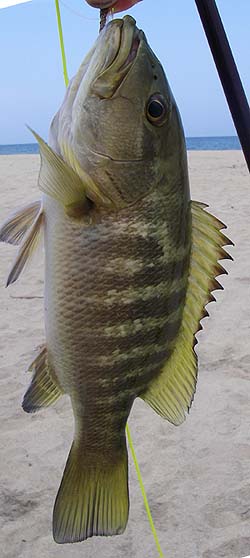 These little devils went mad for my fly.