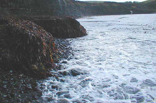 Mountains of kelp have been cast up along miles of shoreline. The weed is full of maggots but it's almost too late to attract the fish..