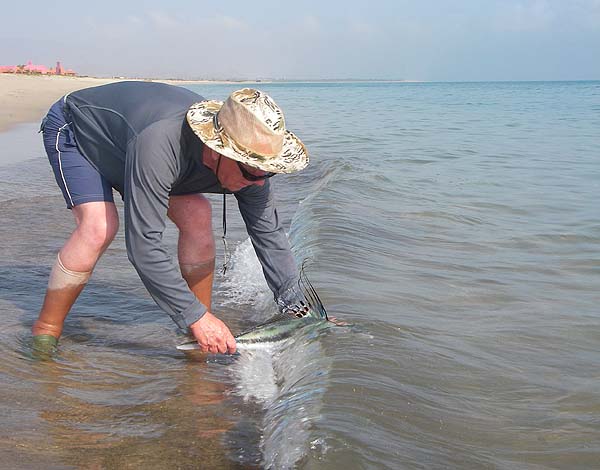 The fish swims off to harrass the mullet on another day.