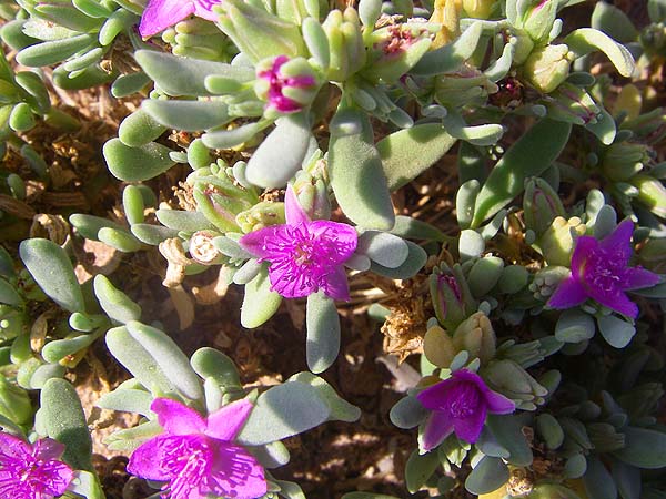 Just a cracking pink succulent.