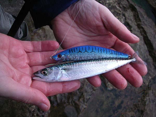 Small but beautifully marked. The least mackerel I've ever seen.