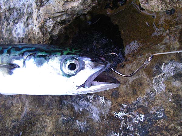 Selective for bigger bass but, as yet, untouched on three trips.