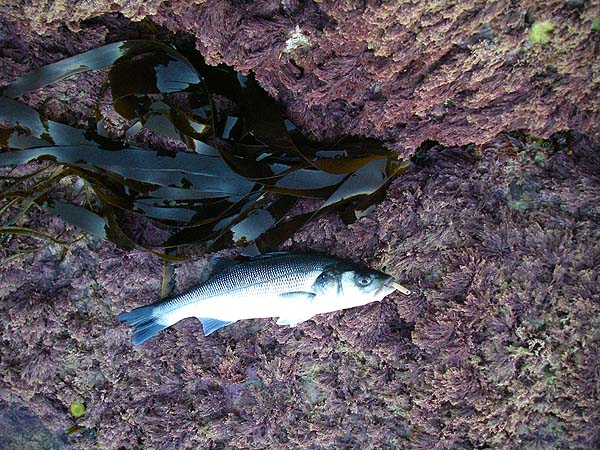 The usual smallish, but hard fighting, fish that take flies and lures at this type of spot.