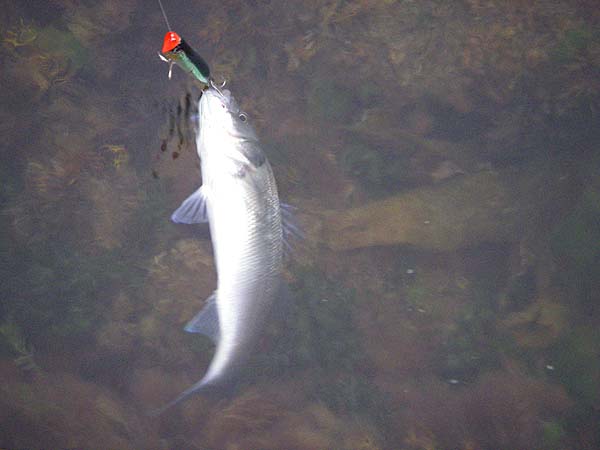 It took a fair way out but was easy to land.