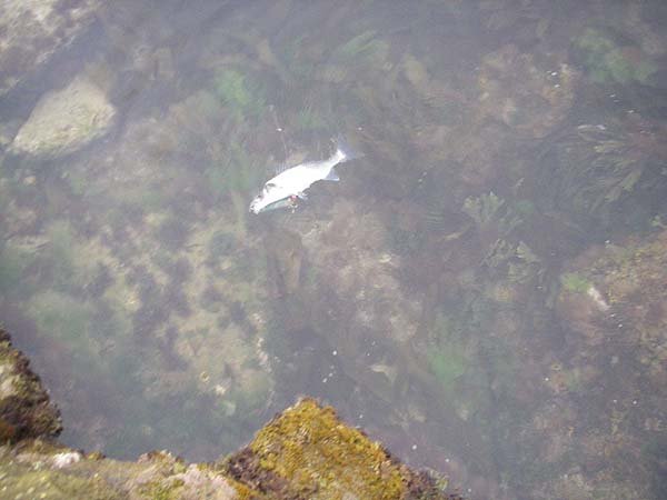 This one was well hooked, why couldn't it have been the bigger fish?