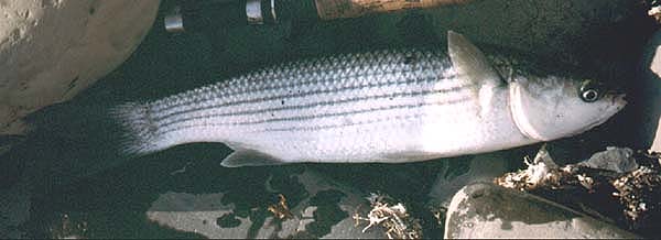 Despite feeding right on the surface the fish took a small shrimp fly. It took a while to land in the rough conditions