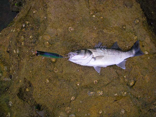 Even these small bass will smash into a big popper.