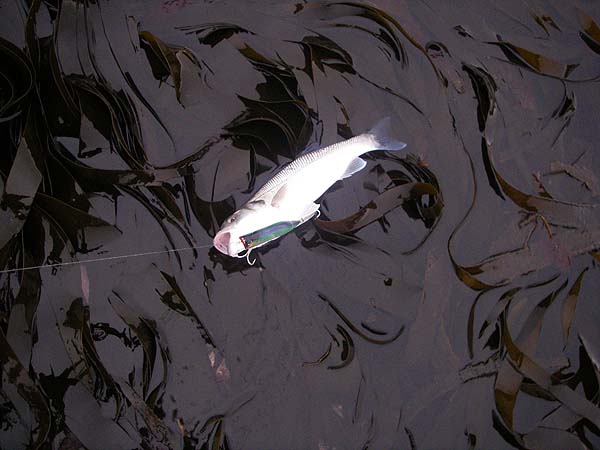 By now it was almost low water and the kelp was above the surface.