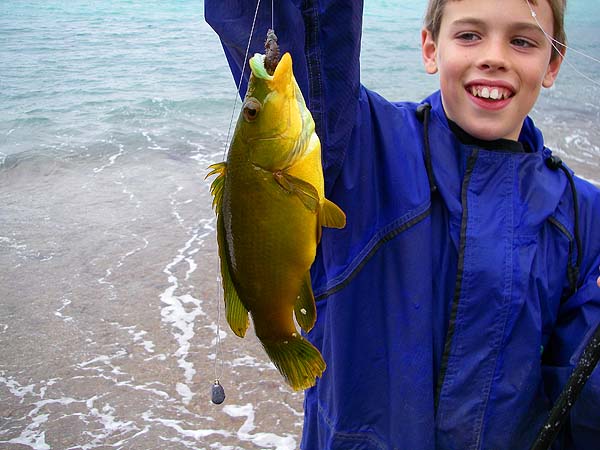 A beautiful, golden, ballan wrasse.