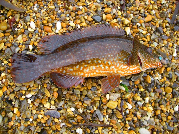 A mahogany one with white blotches - hard to believe they're the same species.