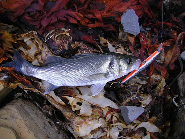 One of three that I had in the evening.