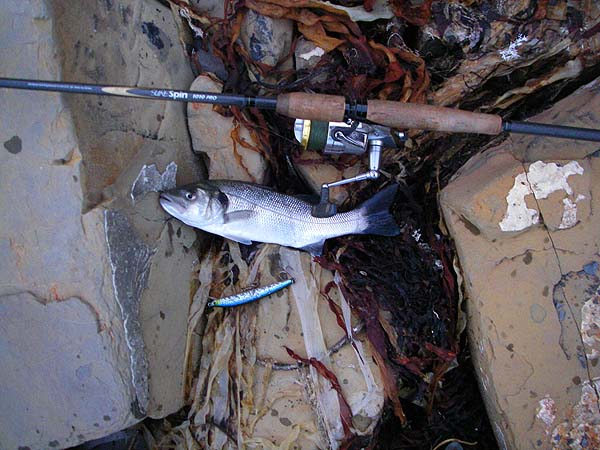 This one was slightly bigger but it's curled up.