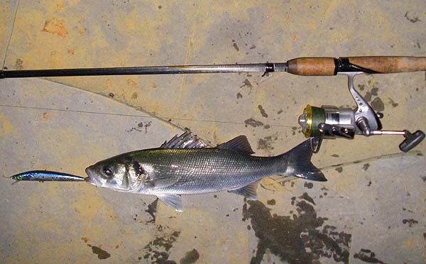 My first fish of the morning session - a bit bigger. It was still dark - the light's all flash.