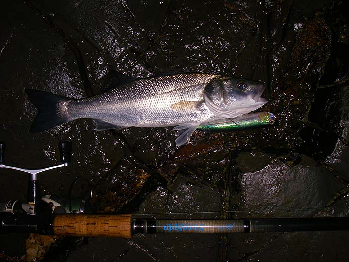 A fat little bass on my big popper.