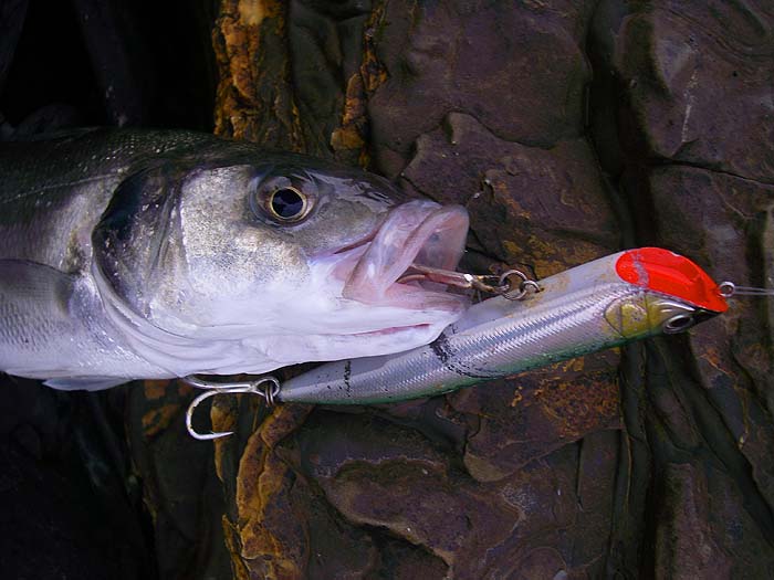 All my fish grabbed the lure, mid-body, as it lay still on the surface.
