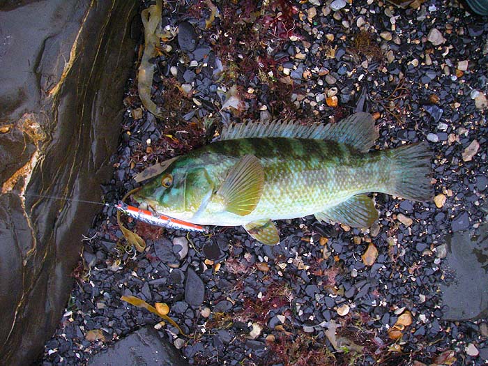 Unusually this one took the mid body treble.