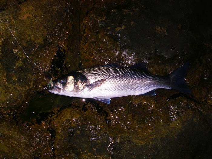 This was a better fish altogether. The wedge is still in its lip.