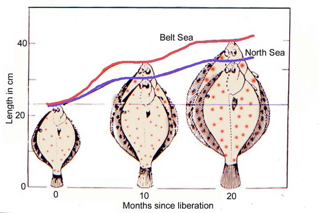 North Sea plaice transplanted to the sea off Denmark (red line) grew much quicker than resident plaice (blue line)