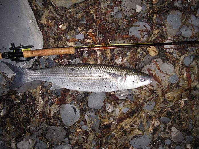 I'd no idea that the hook was not in its mouth but did it go!!!!.