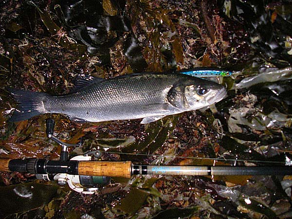 This one was a bit bigger and took a large plug with one of the trebles removed (why do they put three trebles on long lures?).