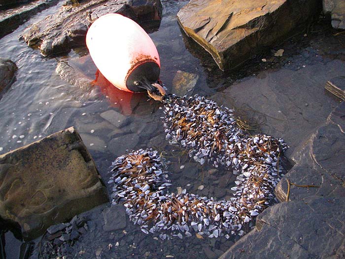 What a bunch of barnacles.