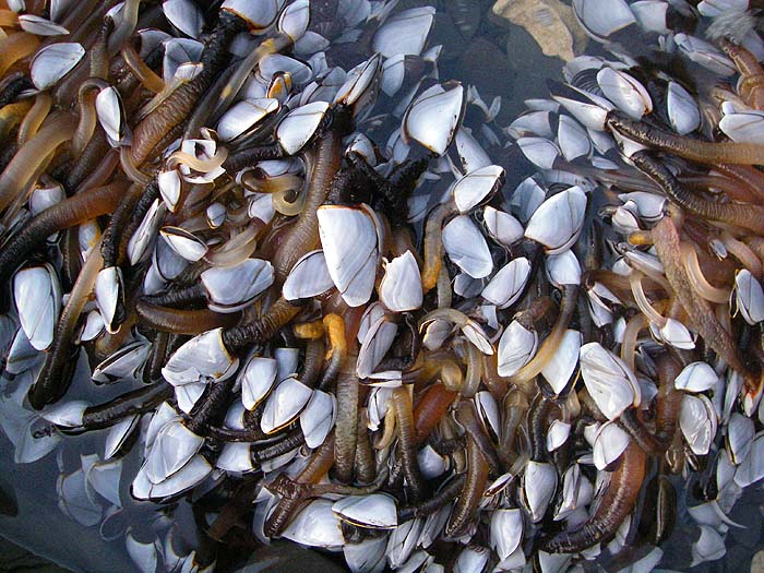 They look as though they might make a decent meal if cooked. The stalks are a bit like squid or razor fish in nature. I guess that they'd be easy enough to 'farm' if they grow like this.