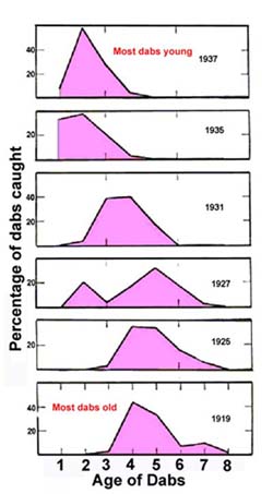 In 1919, after the war, dabs were BIG but with continued fishing pressure they got smaller and smaller.