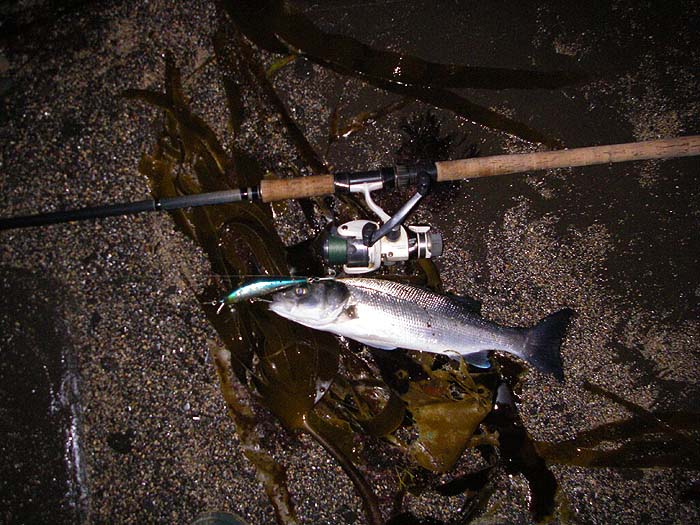 This one was a bit skinny ?parasites?.