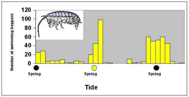 Sand hoppers are just one of the creatures that swim in the surf during spring tides.