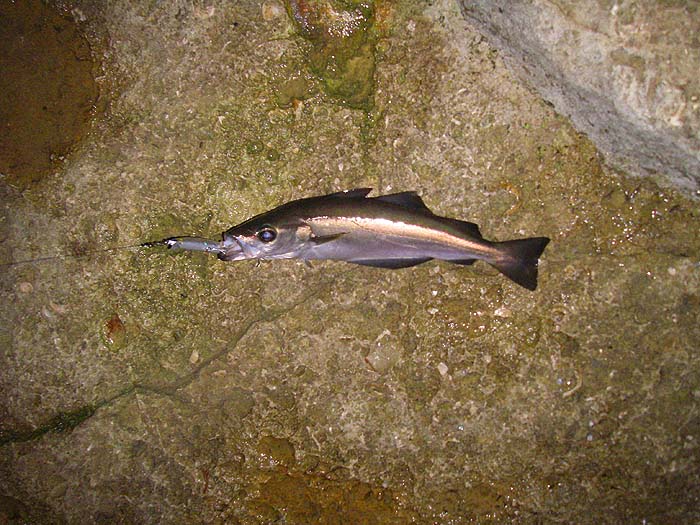 This one took the plug rather than the feather - unusual.