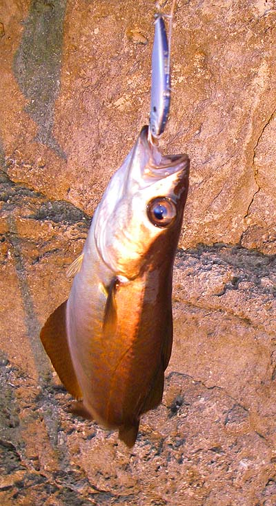This lure looks as much like a small sprat as anything.