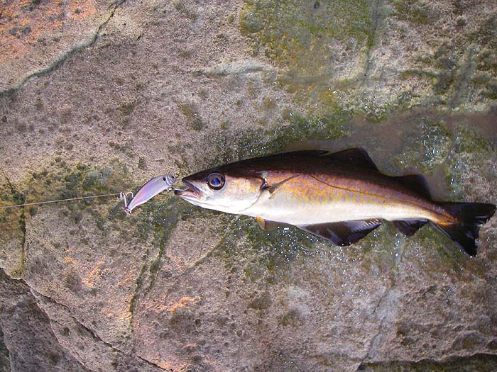 Pollack may not be the hardest fighters but they are wonderful fish.