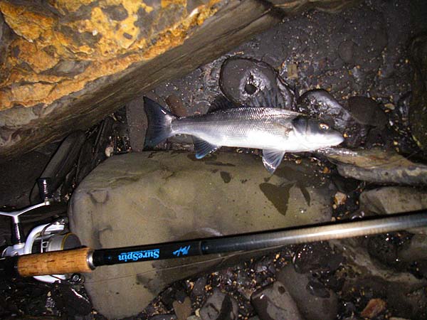 No great size but an excellent start to the session.