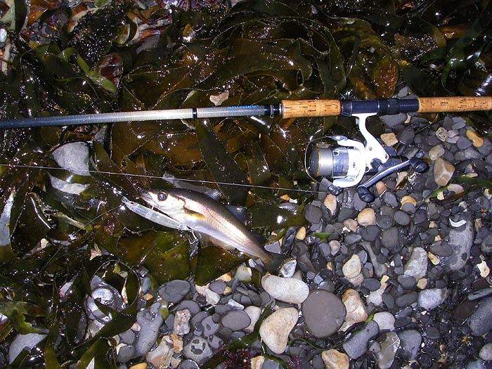 I was actually hoping for a wrasse in this spot but only caught a small pollack.