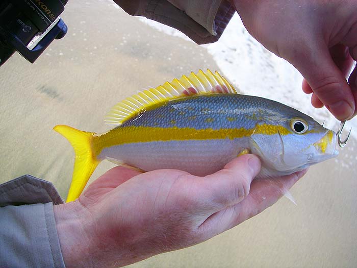 The size of the treble hook shows how keen this little chap was to take the plug.