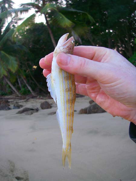 Much less common than its larger relative the sand diver but just as fierce.