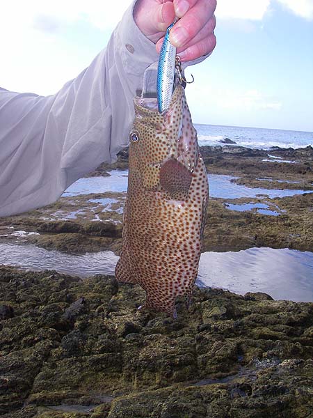 There are several similar species of these little fish with big mouths.
