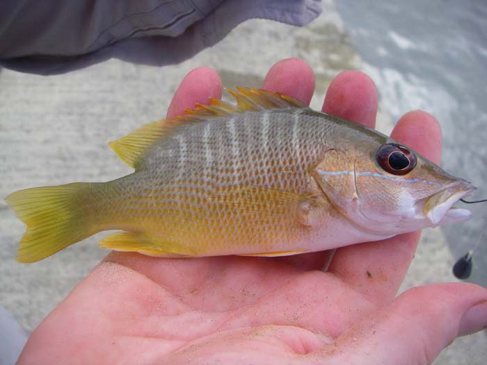 We caught lots of these on lures but this little chap took a winkle.