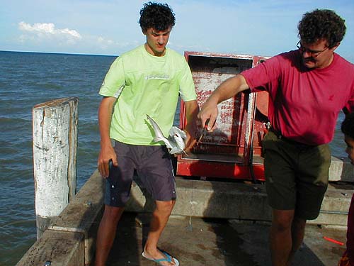 This baby scalloped hammerhead took a lump of squid on crude leger tackle.