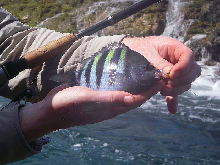 Tempted by a shrimp fished from the rocks.