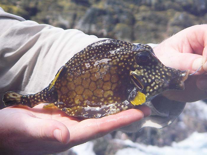 Just like a fish in a box. These fish secrete a deadly poison from the skin (don't tell Richard!!!)