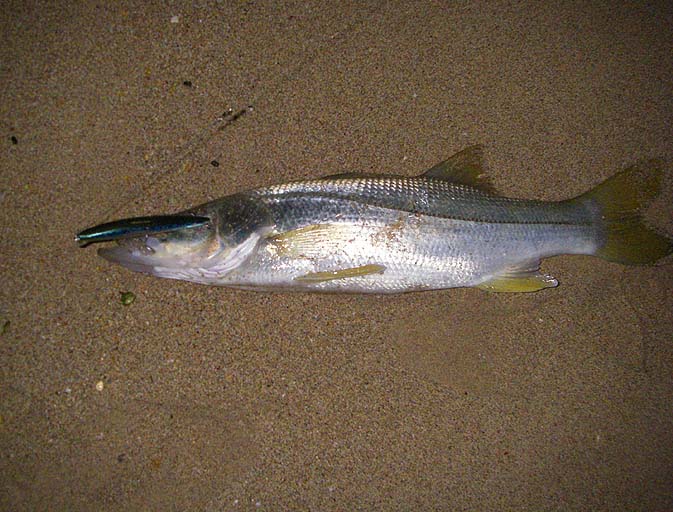 Even a modest snook like this will keep your heart in your mouth for a few minutes.