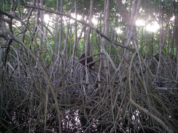 No chance of fishing here but on the seaward edge you get all sorts of fish. Note the black termite nest on the tree trunk.