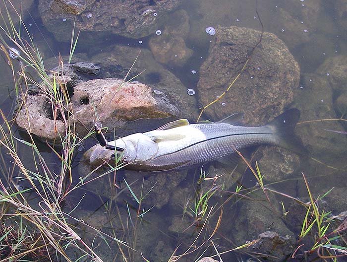 As you see this one took a J11F Rapala. Note the coral boulders lining this side of the pond.